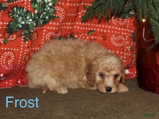 Mini Goldendoodle dogs Frost - Ad 32
