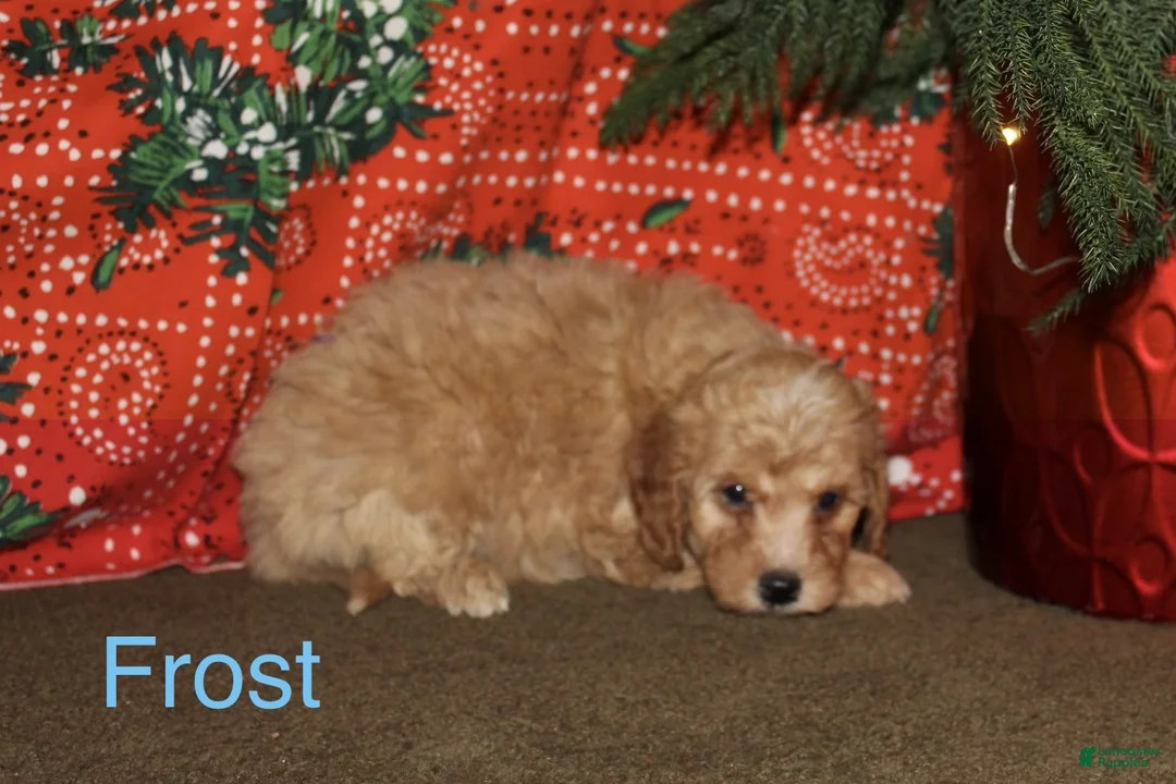 Mini Goldendoodle dogs for sale: Frost - Ad 1