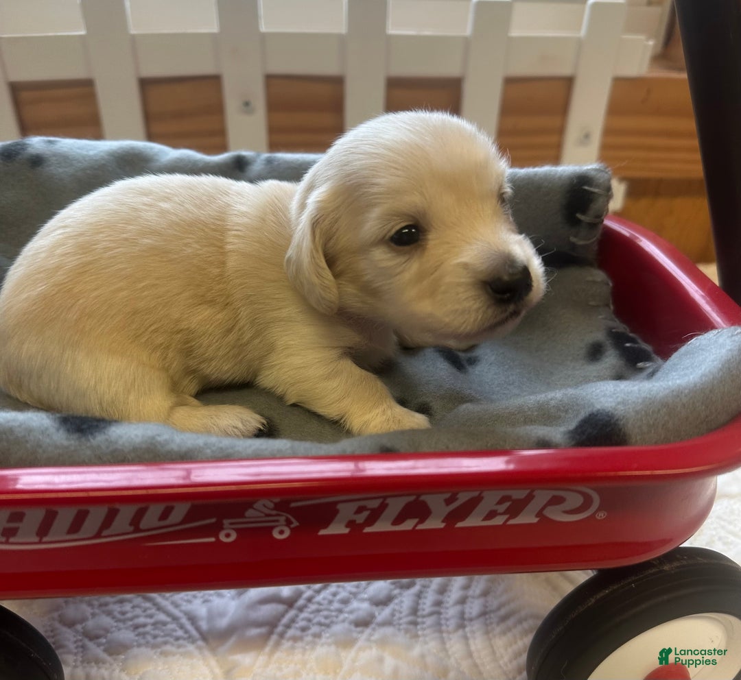 Miniature Dachshund dogs for sale: Leah - Ad 8