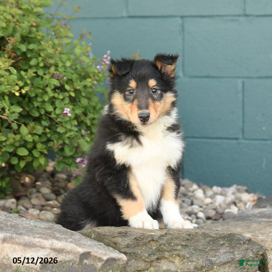 Collie dogs for sale: Macy - Ad 2