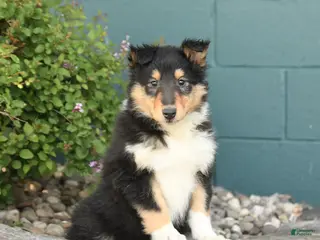 Collie dogs for sale: Macy - Ad 2