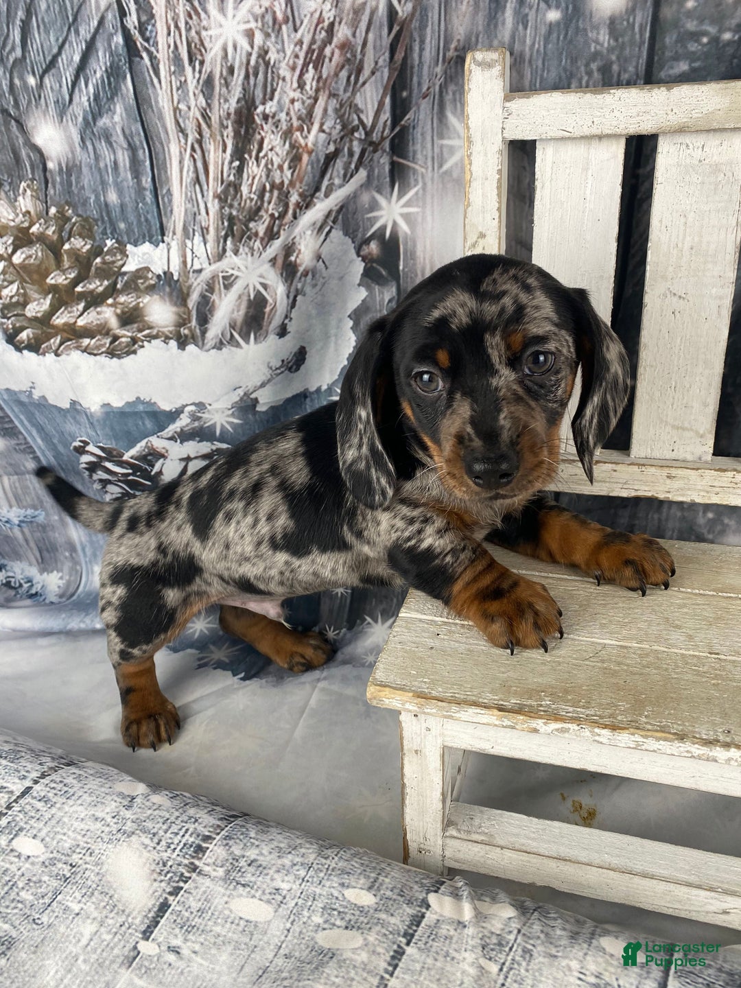 Miniature Dachshund dogs for sale: Clyde - Ad 11
