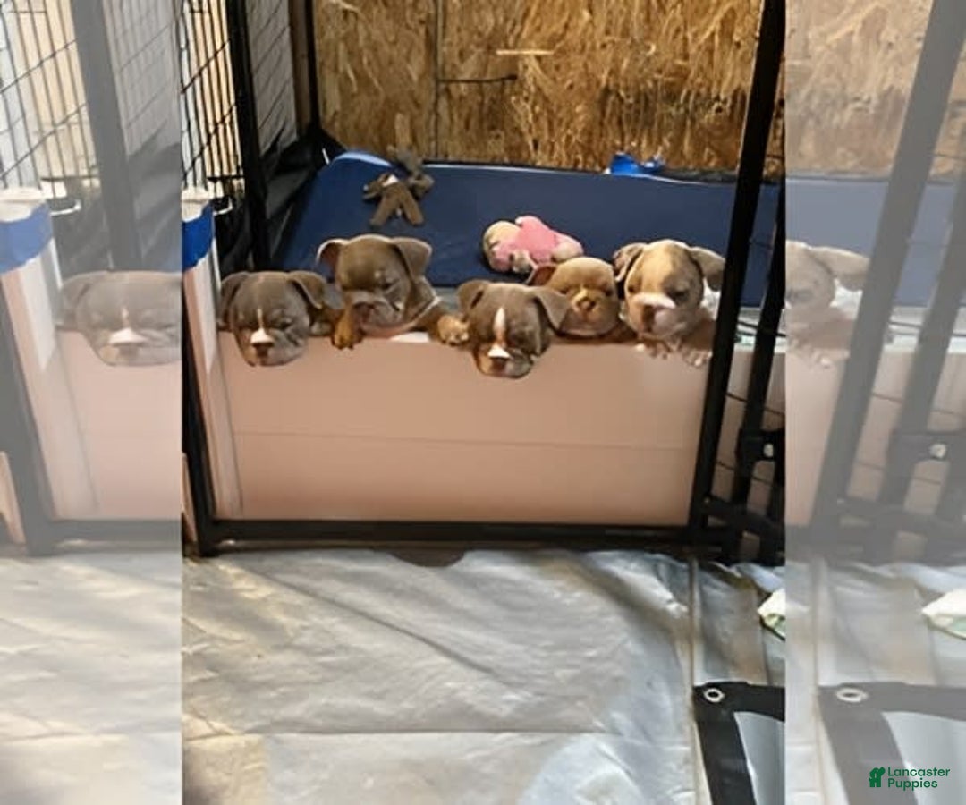 Gallery Image {{count}}