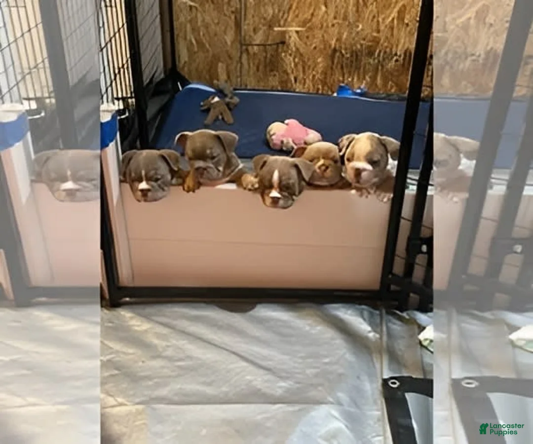 Gallery Image {{count}}