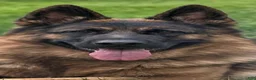 German Shepherd dogs for sale: Diva - Ad 11