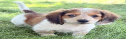 Miniature Dachshund dogs for sale: Tucker - Ad 4