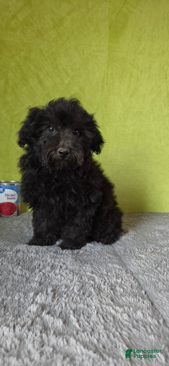 Miniature Poodle dogs Leo - Ad 2