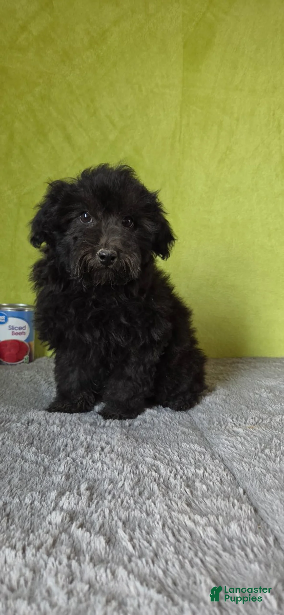 Miniature Poodle dogs for sale: Leo - Ad 2