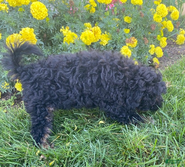 Cavapoo dogs Lucy - Ad 2