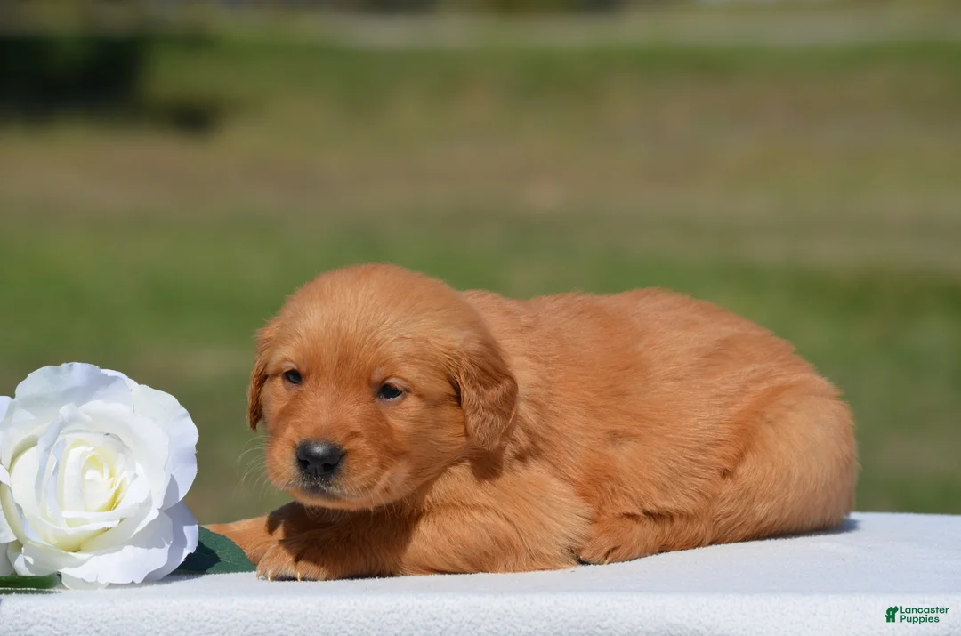 Golden Retriever dogs for sale: Star - Ad 1