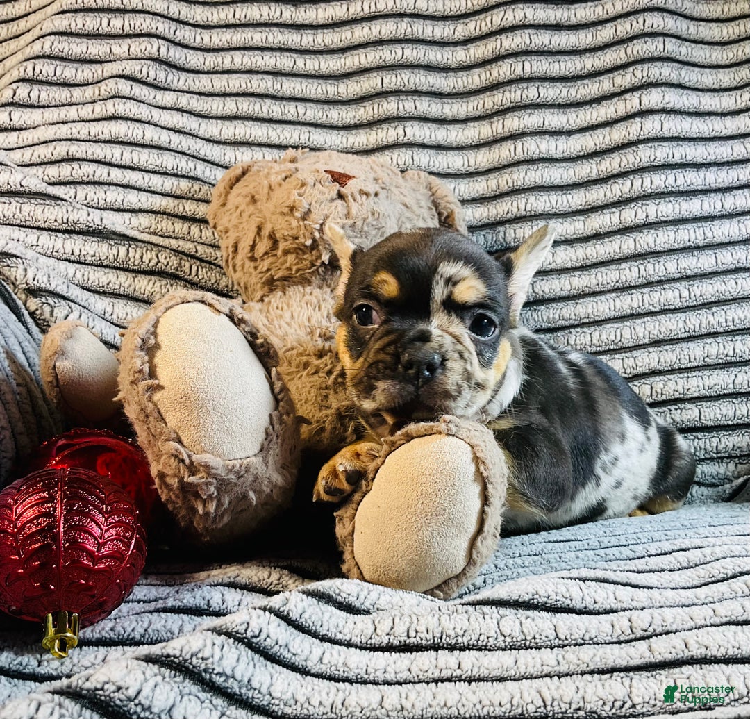 French Bulldog dogs for sale: MILA  - Ad 6