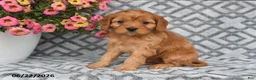 Cavapoo dogs for sale: Tilly - Ad 6