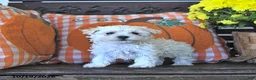 Maltipoo dogs for sale: Randy - Ad 4