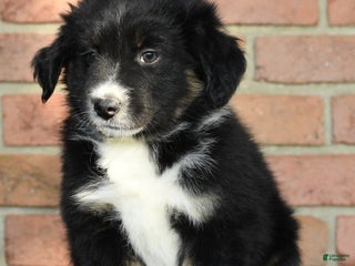 Australian Shepherd dogs Rhett - Ad 12