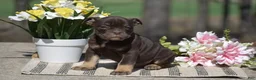Olde English Bulldogge dogs for sale: Jamison - Ad 4