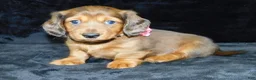Miniature Dachshund dogs for sale: AKC Jewel - Ad 8