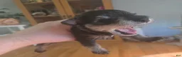 Miniature Schnauzer dogs for sale: Marigold - Ad 4