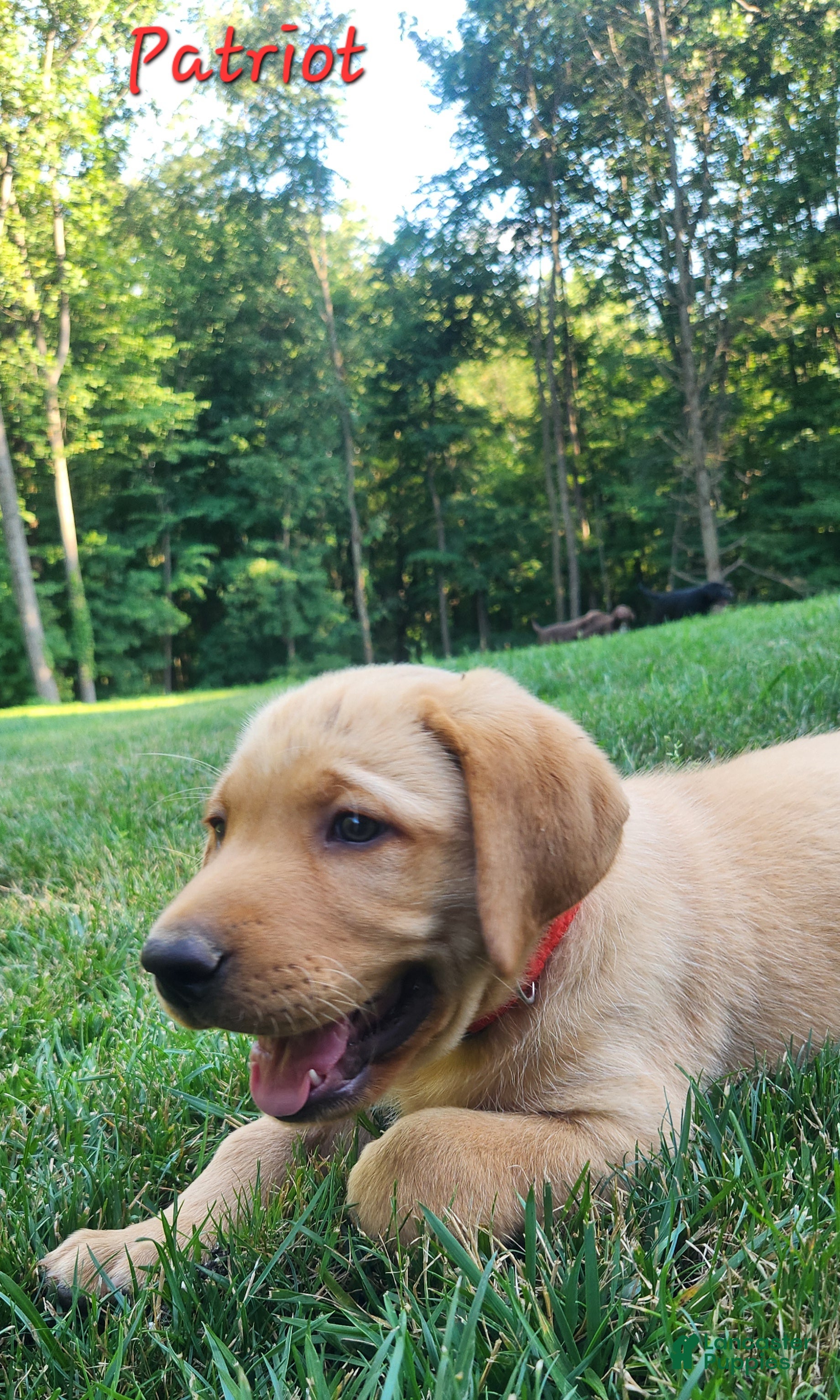 Labrador Retriever dogs Patriot - Ad 2
