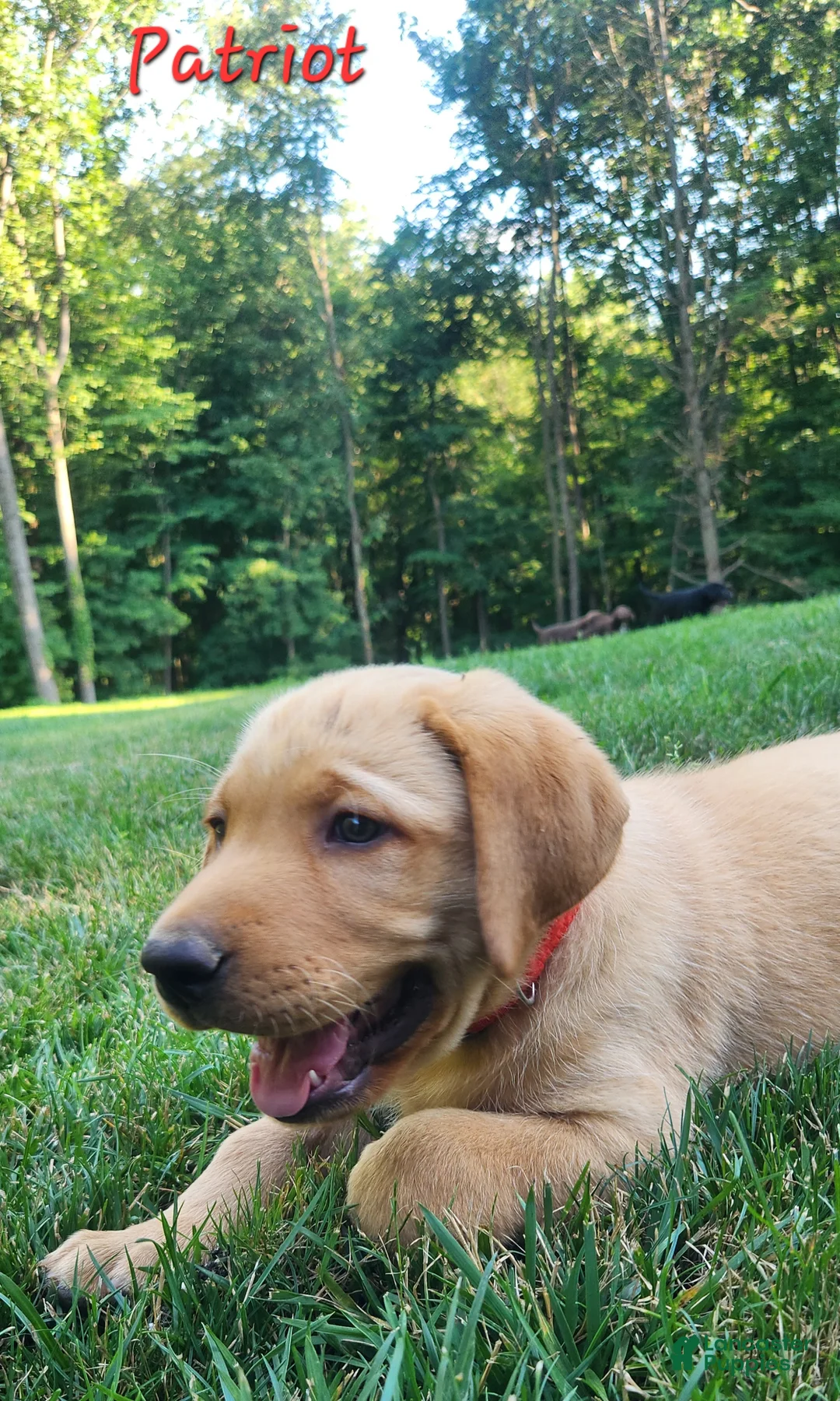 Labrador Retriever dogs for sale: Patriot - Ad 2