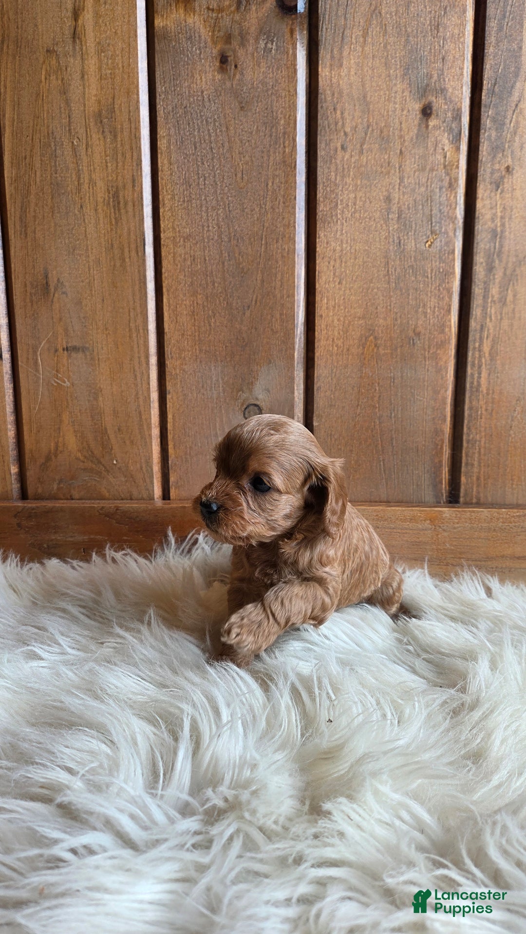 Cavapoo dogs for sale: Navaeh - Ad 2