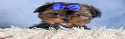 Shorkie dogs for sale: JACKSON - Ad 3
