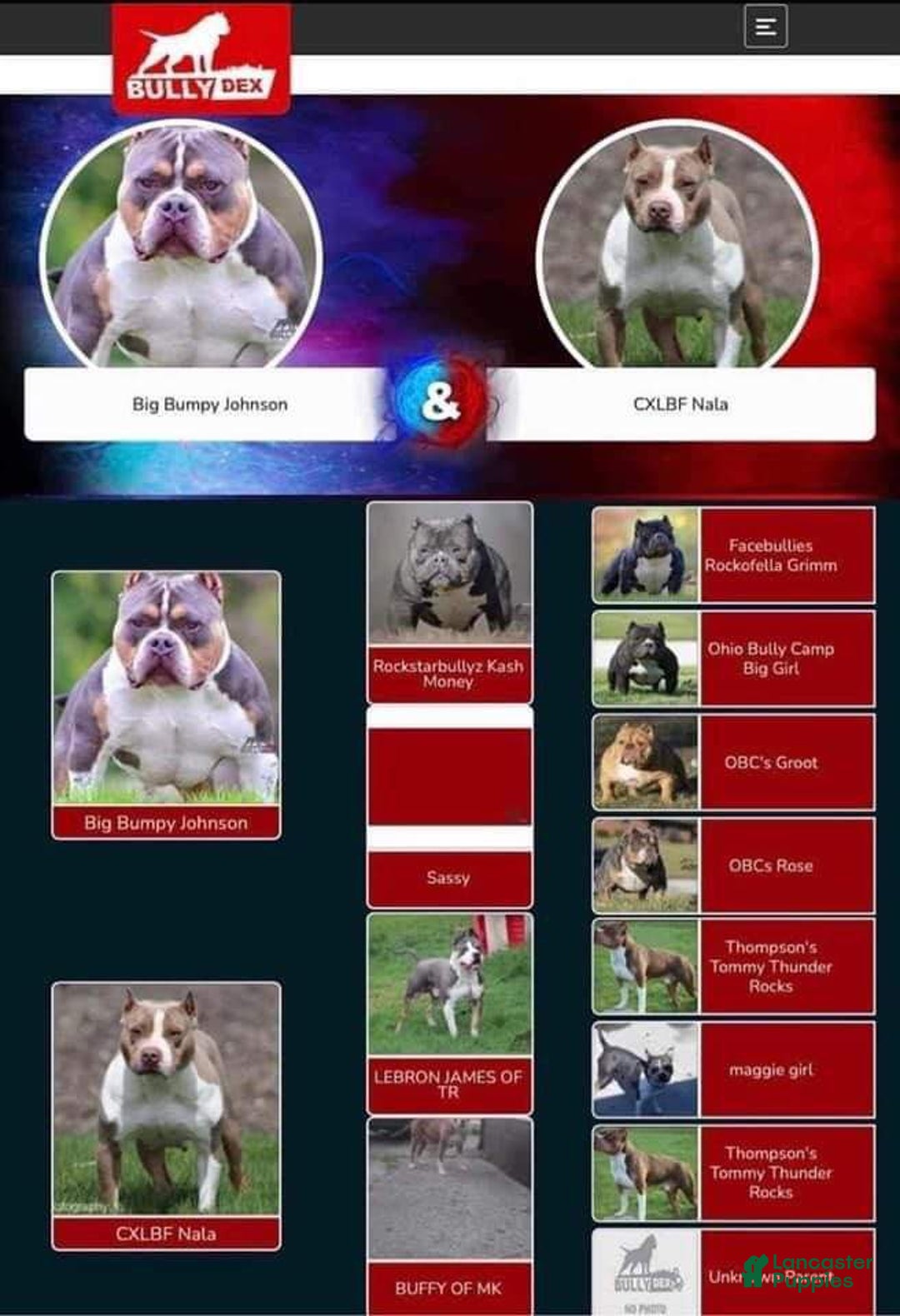 American Bully dogs for sale: American Bully Puppy 1 - Ad 2