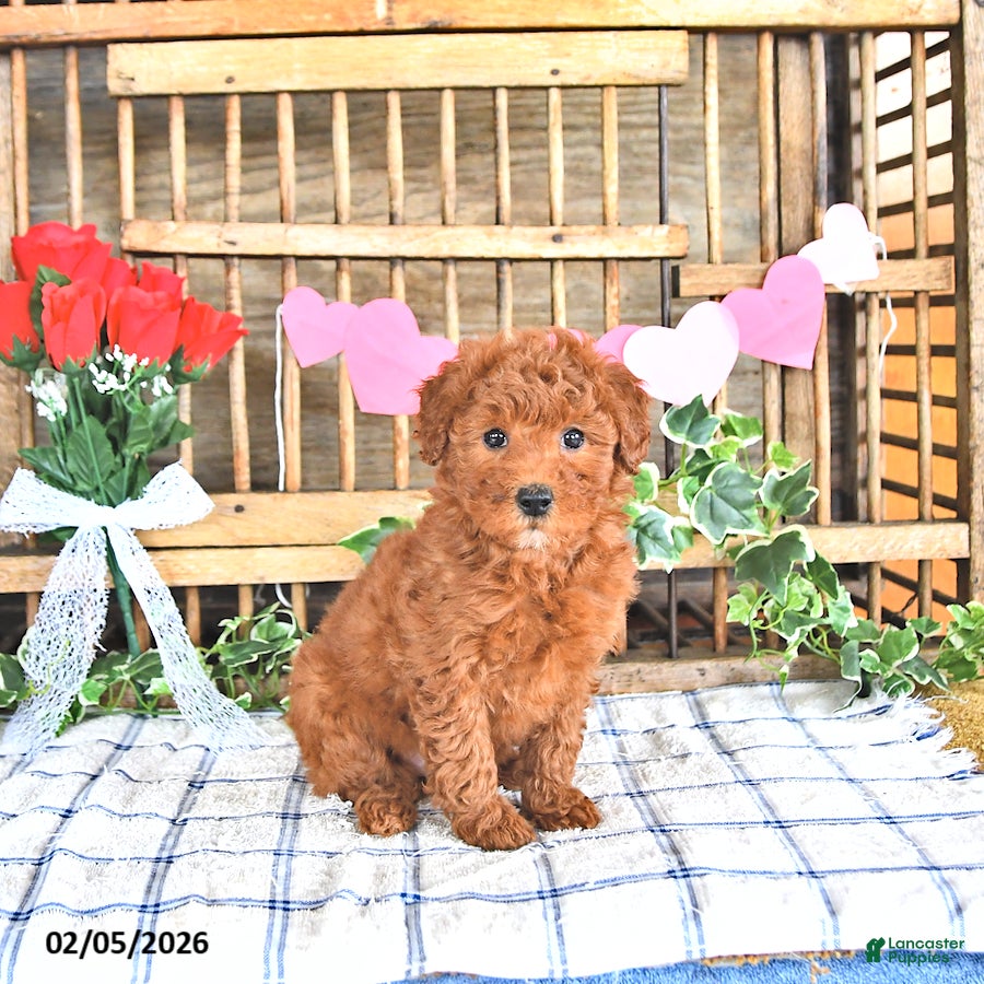 Mini Goldendoodle dogs Pixie - Ad 23