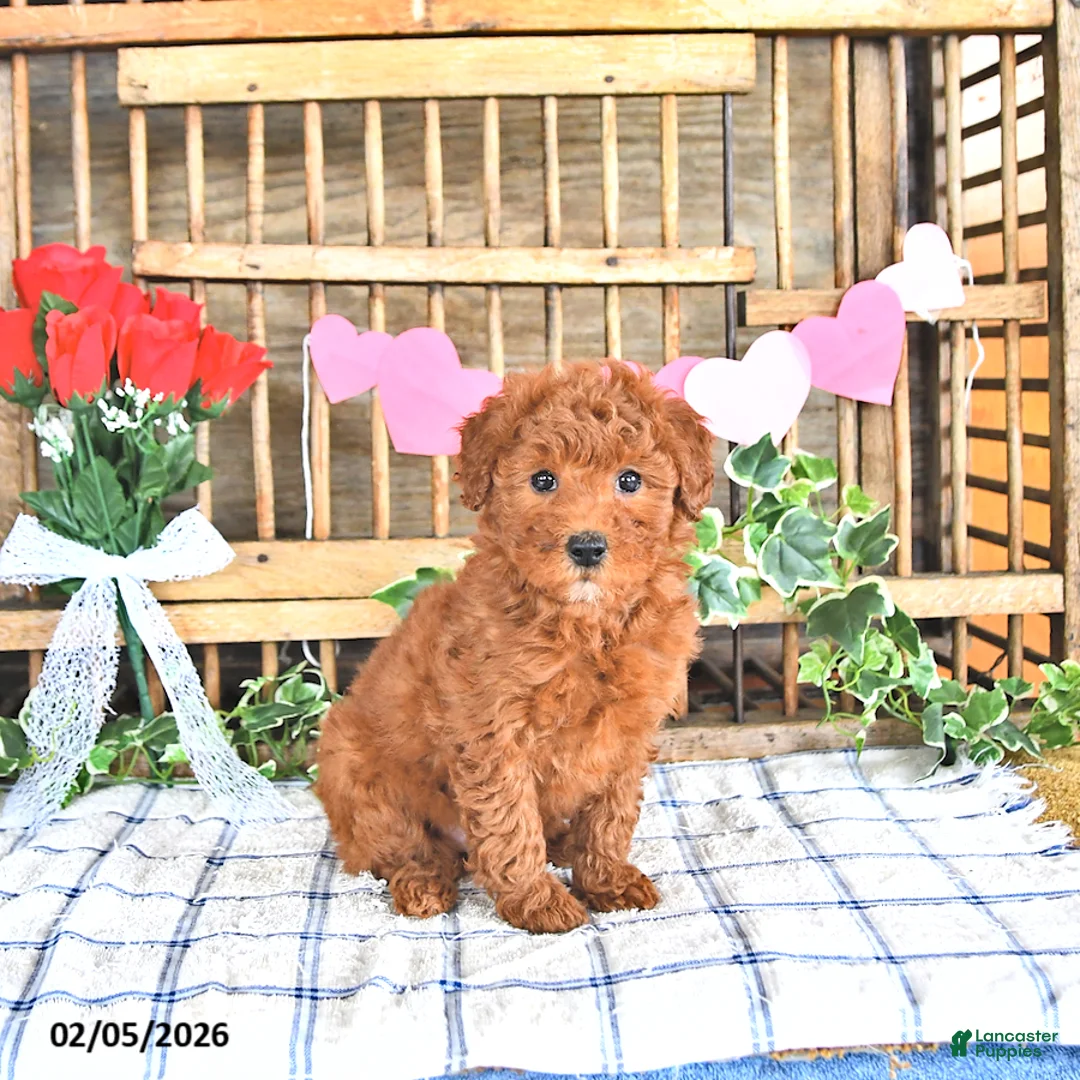 Mini Goldendoodle dogs for sale: Pixie - Ad 1