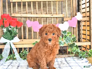 Mini Goldendoodle dogs Pixie - Ad 23