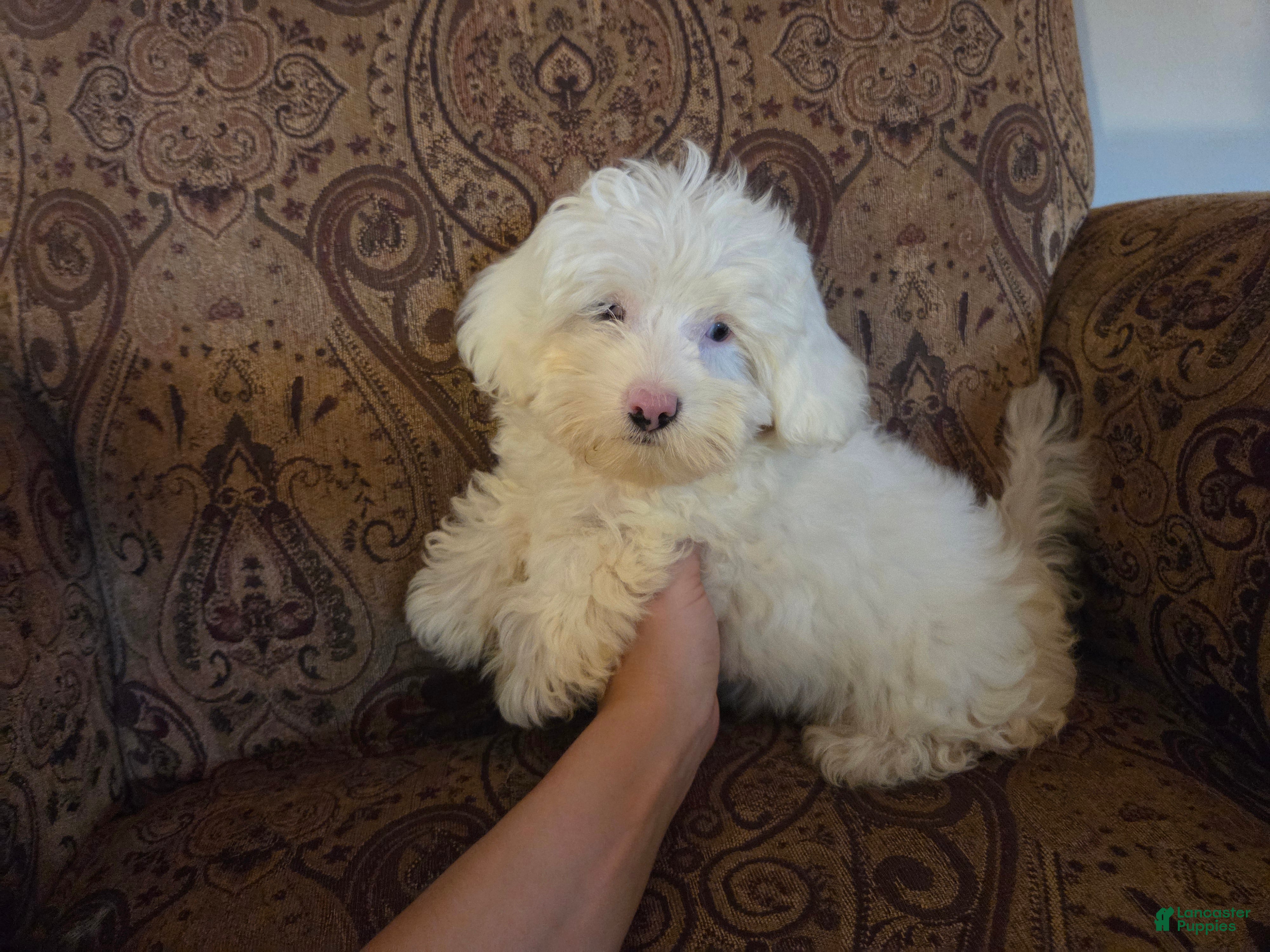 Miniature Poodle dogs Doodle SALE - Ad 2
