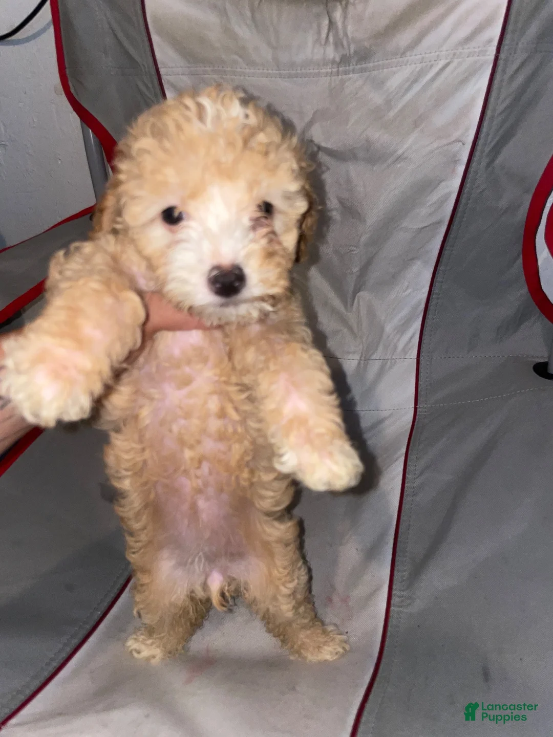 Double Doodle dogs for sale: Double Doodle 4 - Ad 1