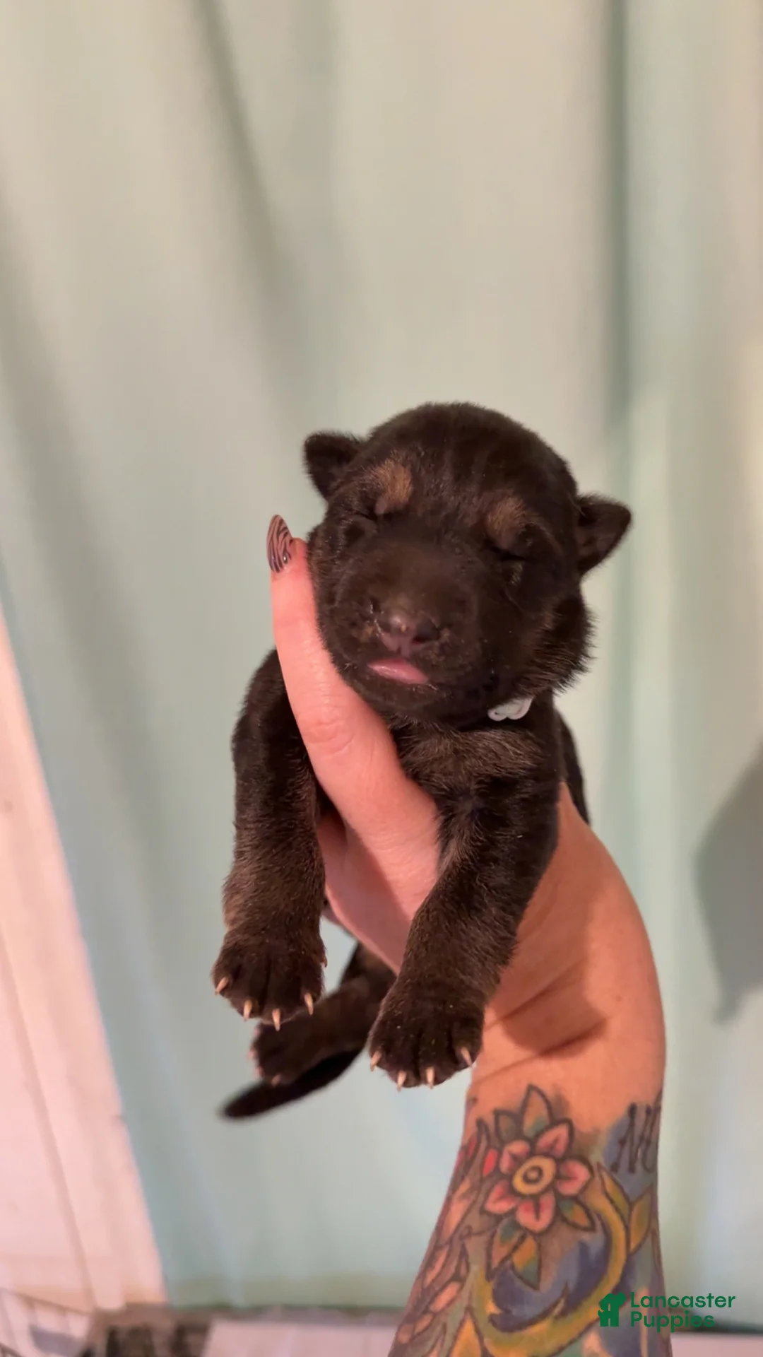 German Shepherd dogs for sale: German Shepherd 5 - Ad 1