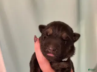 German Shepherd dogs Hershey - Ad 27