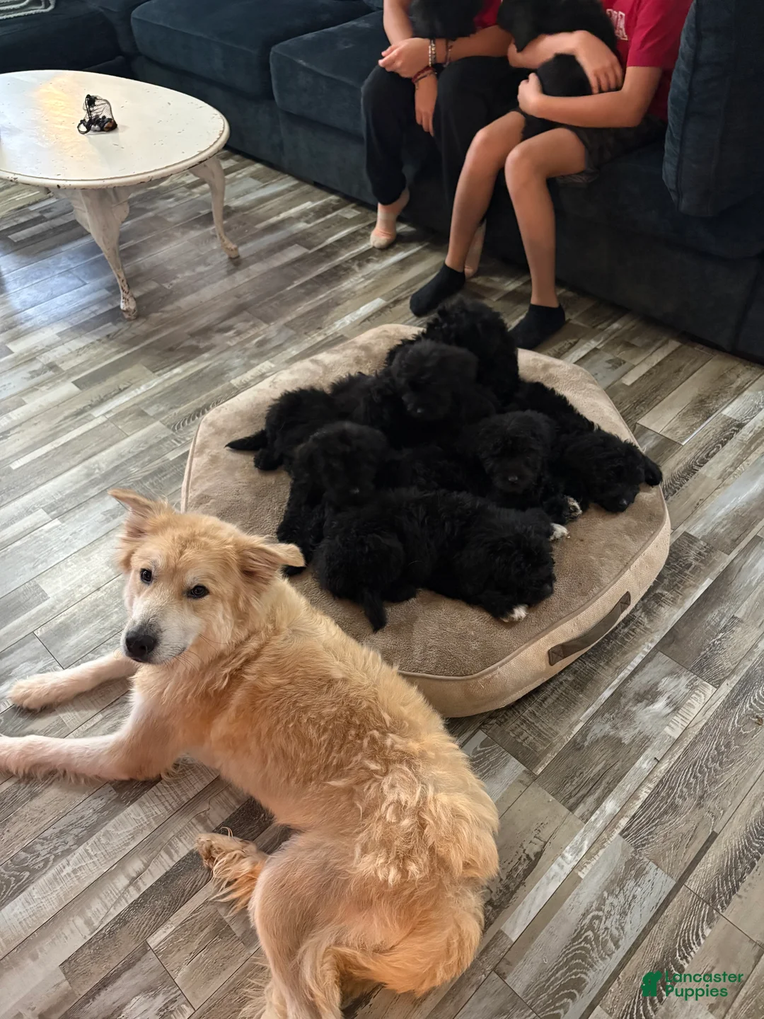 Mixed Breed dogs for sale: Mixed Breed Puppy 2 - Ad 7