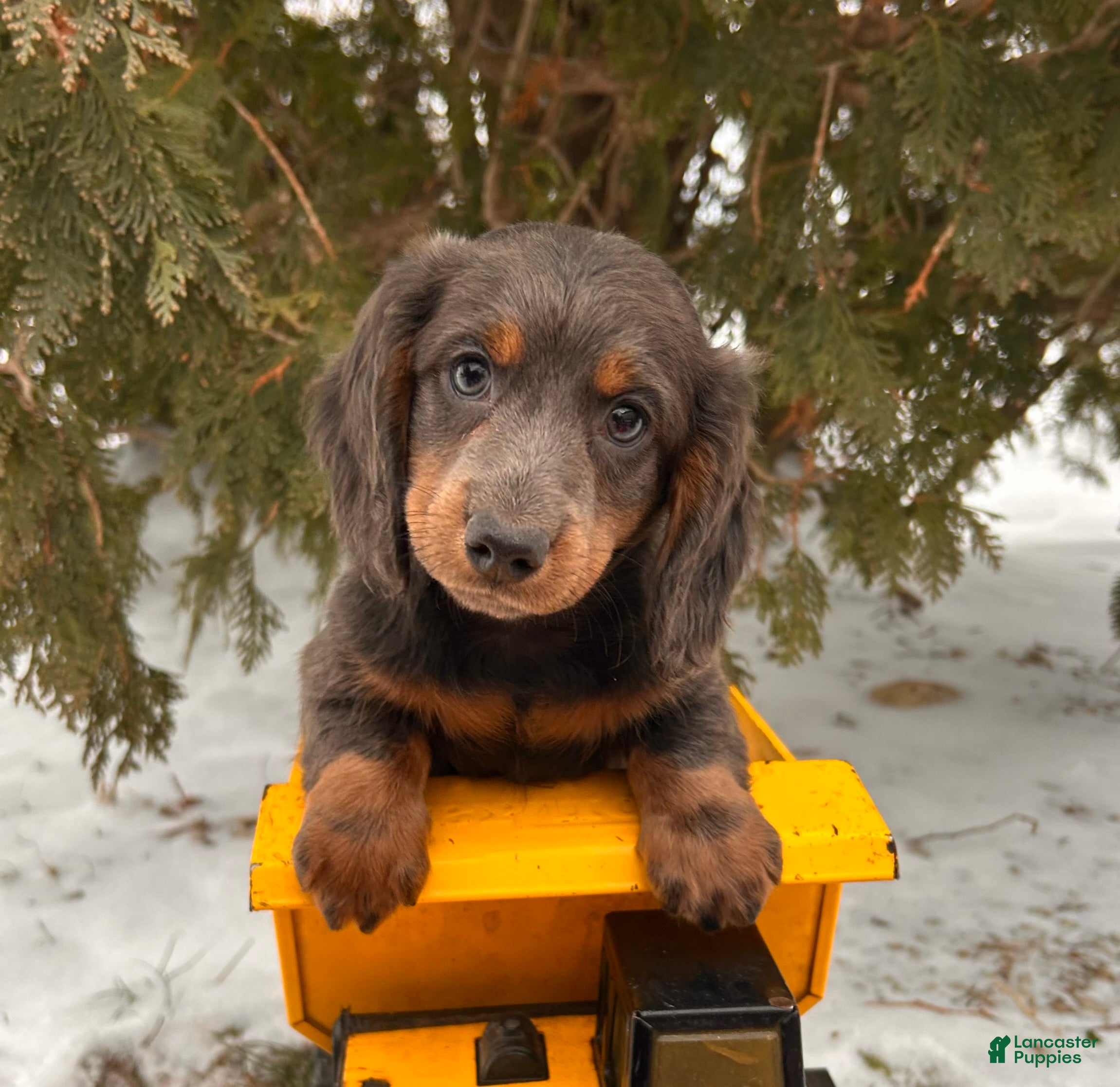 Dachshund dogs Cole - Ad 6