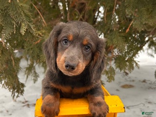 Dachshund dogs Cole - Ad 6
