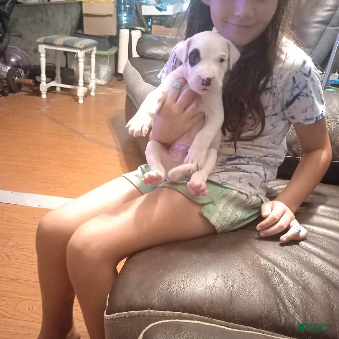 Dogo Argentino dogs for sale: Dogo Argentino Puppy 9 - Ad 10