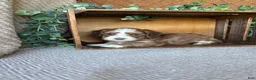 Havanese dogs for sale: Brady - Ad 5