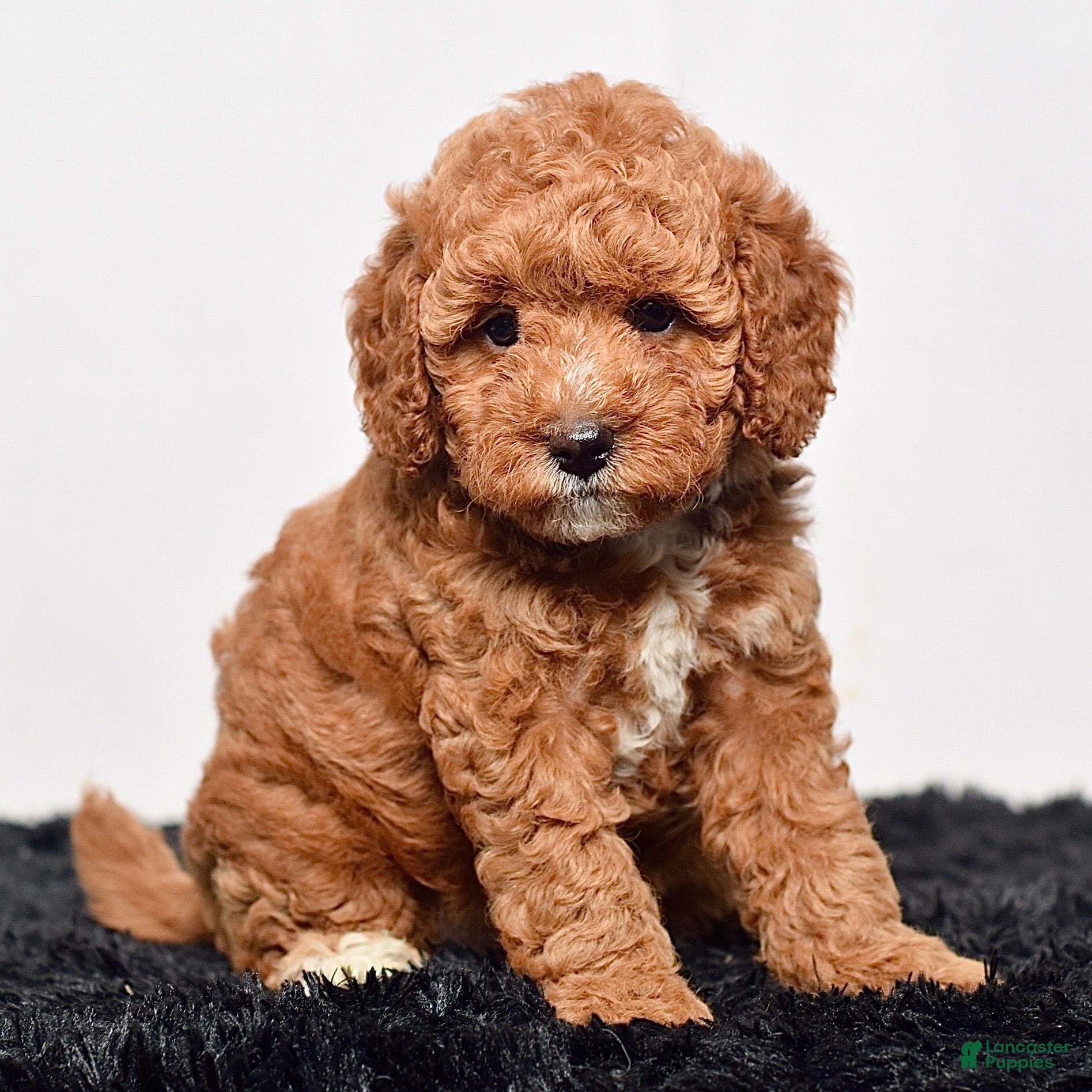 Mini Goldendoodle dogs Mr. Sarge - Ad 2
