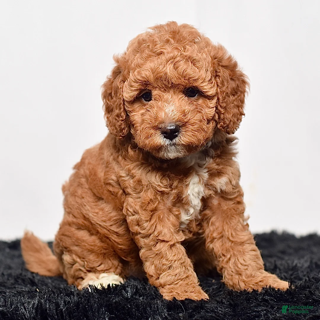 Mini Goldendoodle dogs for sale: Mr. Sarge - Ad 2
