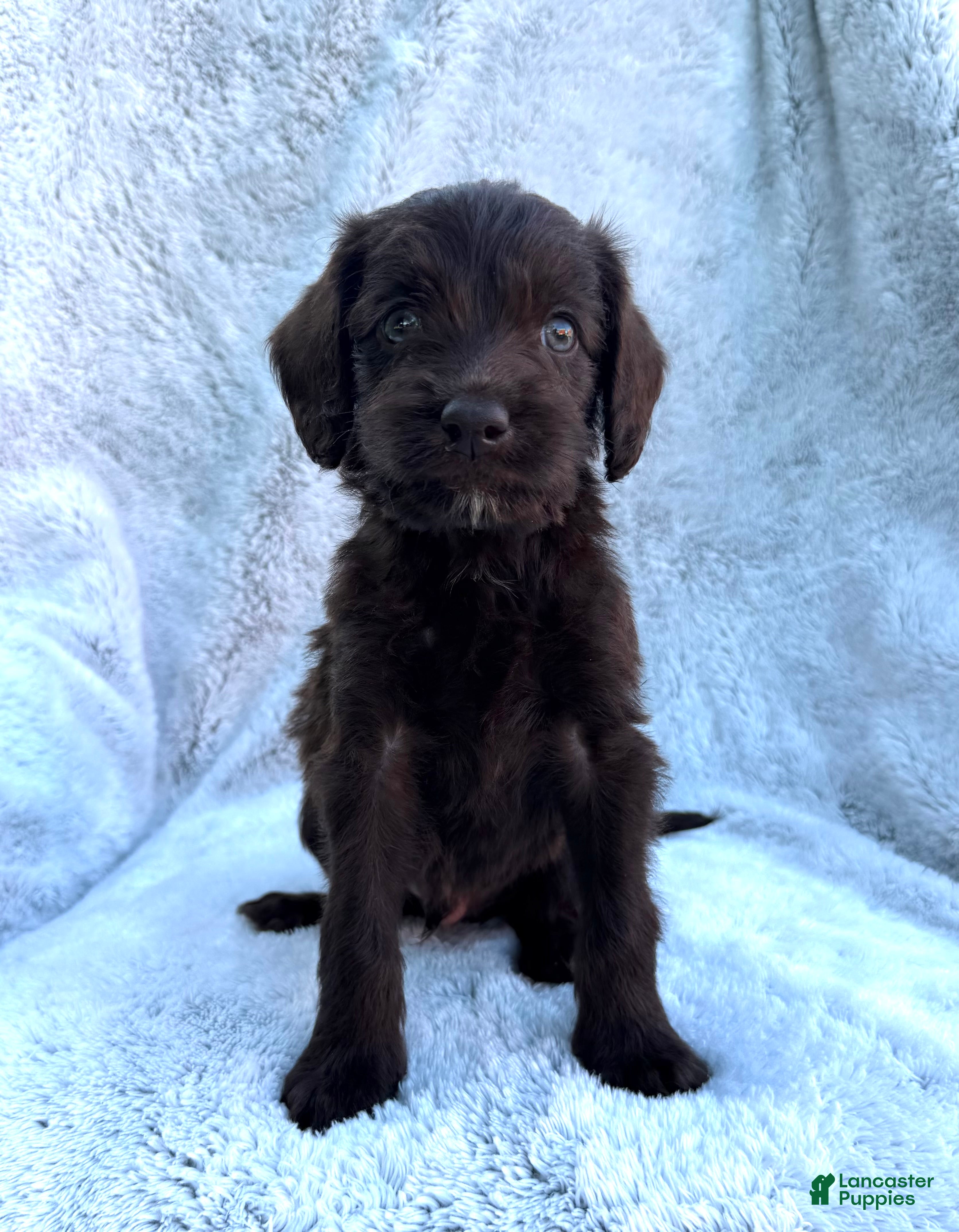 Labradoodle dogs Baxter - Ad 1