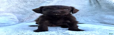 Baxter