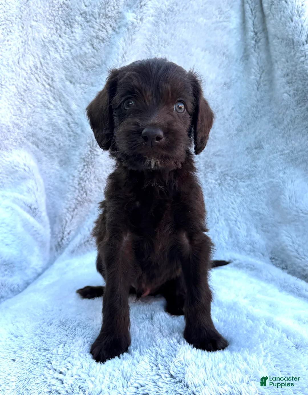 Labradoodle dogs for sale: Baxter - Ad 1