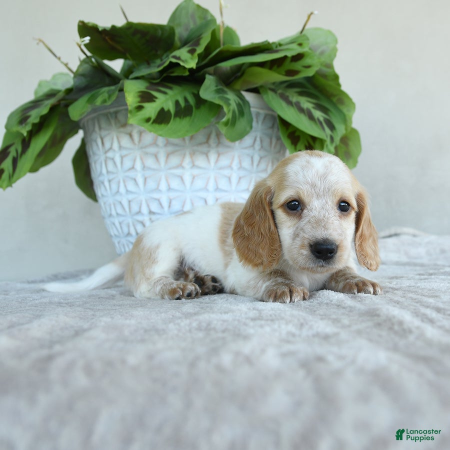 Dachshund dogs for sale: Wilson - Ad 3