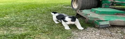 Other breed dogs for sale: Border Collie Puppy 2 - Ad 3