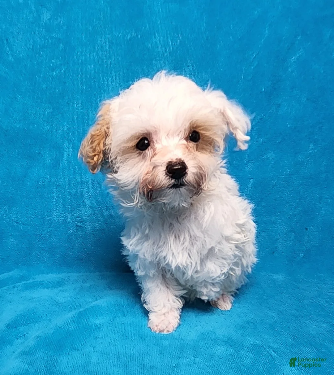 Yorkiepoo dogs for sale: Honey Latte - Ad 10