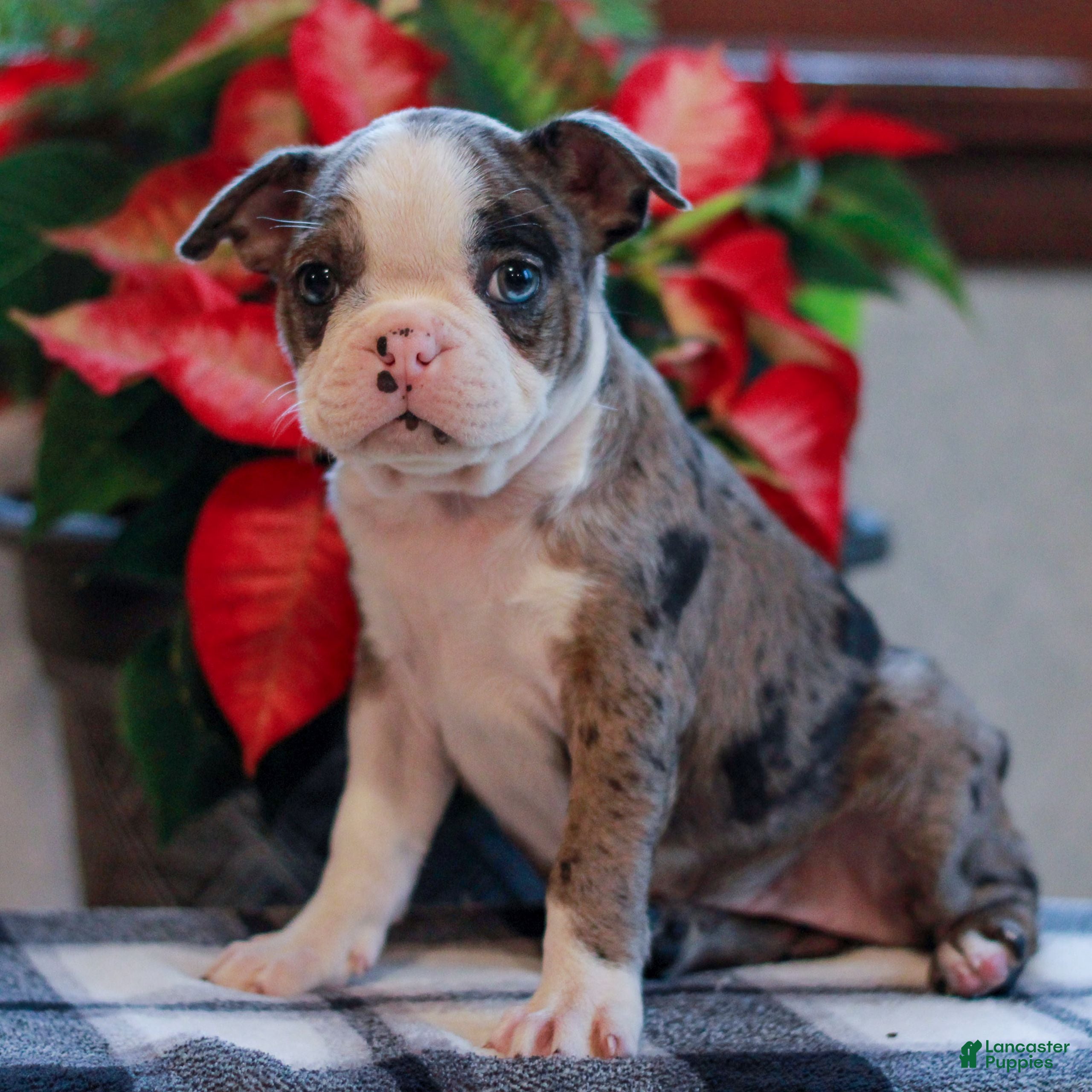 Boston Terrier dogs Lindsey  - Ad 35