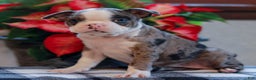 Boston Terrier dogs for sale: Lindsey  - Ad 1