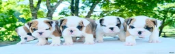 English Bulldog dogs for sale: Ivy - Ad 3