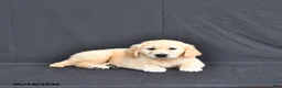 Golden Retriever dogs for sale: Jordy - Ad 3